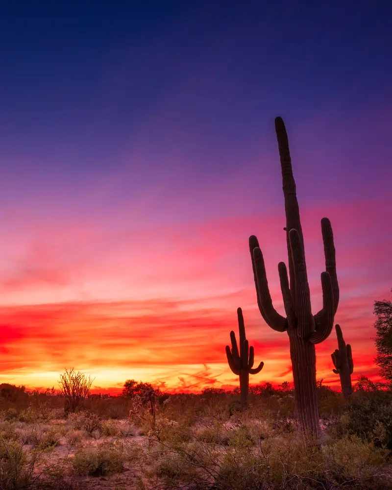 Saguaro cacti against an Arizona desert sunset
